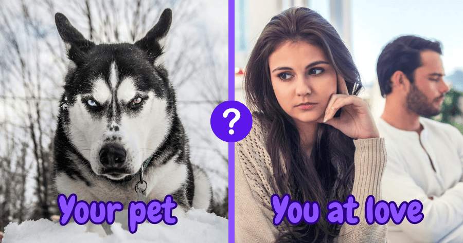 Does Your Pet's Personality Reflect Your Attitude Towards Love?